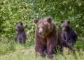 Primul oraș din România care a luat o decizie importantă privind protecția locuitorilor de atacurile urșilor! Așadar se poate!