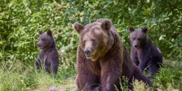 Primul oraș din România care a luat o decizie importantă privind protecția locuitorilor de atacurile urșilor! Așadar se poate!