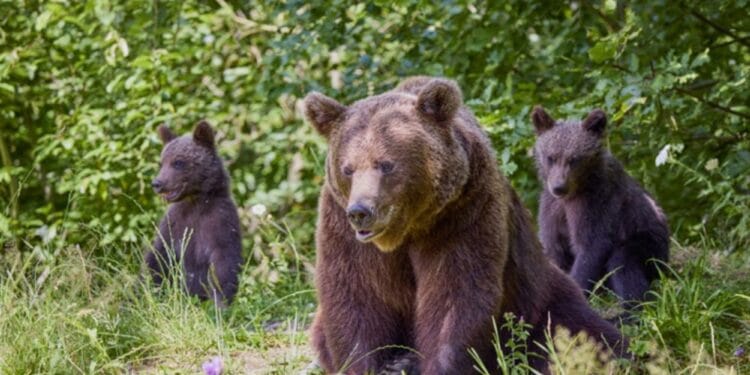 Primul oraș din România care a luat o decizie importantă privind protecția locuitorilor de atacurile urșilor! Așadar se poate!