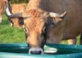 Arșița face prăpăd în rândul animalelor! Oamenii s-au organizat să ajute chiar și sălbăticiunile! Cum acționează aceștia!