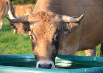 Arșița face prăpăd în rândul animalelor! Oamenii s-au organizat să ajute chiar și sălbăticiunile! Cum acționează aceștia!