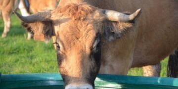 Arșița face prăpăd în rândul animalelor! Oamenii s-au organizat să ajute chiar și sălbăticiunile! Cum acționează aceștia!