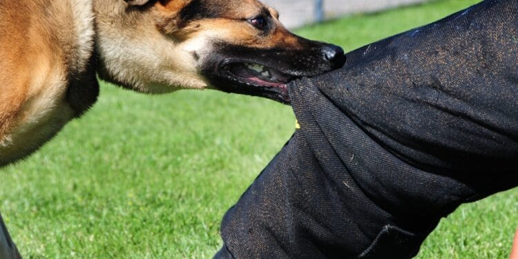 Atacurile câinilor, mai ales în această perioadă, pot fi evitate, doar dacă cel atacat știe câteva secrete! Iată ce ne învață un dresor cunoscut din România!