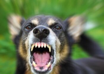 Bătrână atacată pe stradă de patru câini. Animalele au stăpân, dar fug din curte și fac prăpăd!