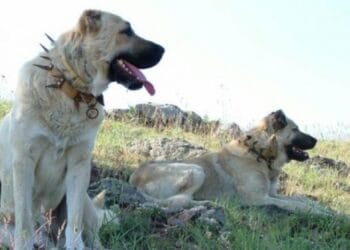 Atacat de câinii de la o stână, un tânăr a ajuns grav rănit la spital. Cățelul lui a sfârșit în urma atacului!