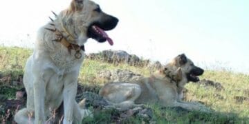 Atacat de câinii de la o stână, un tânăr a ajuns grav rănit la spital. Cățelul lui a sfârșit în urma atacului!