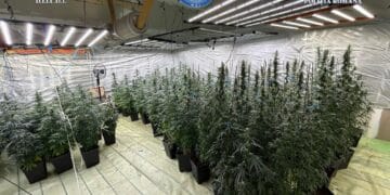 Un polițist a dezvoltat o afacere bănoasă. În business se afla și soția omului legii! Din păcate colegii polițistului, cei de la DIICOT, au zis că e ilegal ce face!