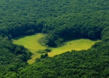 Pădurile de stejar au început să se usuce! Arborii sunt atacați de o insectă! Aceasta face ravagii!
