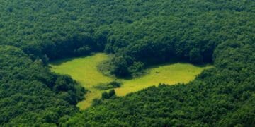 Pădurile de stejar au început să se usuce! Arborii sunt atacați de o insectă! Aceasta face ravagii!