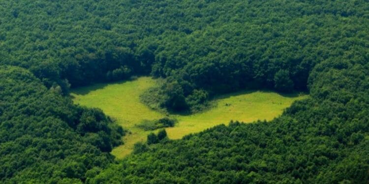 Pădurile de stejar au început să se usuce! Arborii sunt atacați de o insectă! Aceasta face ravagii!