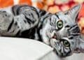 Motivul pentru care unele pisici sunt ”vorbărețe”. Cercetătorii au descoperit ce vor să transmită micile feline