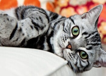 Motivul pentru care unele pisici sunt ”vorbărețe”. Cercetătorii au descoperit ce vor să transmită micile feline