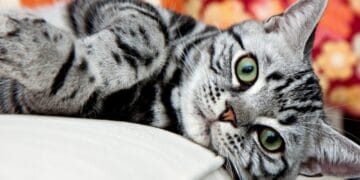 Motivul pentru care unele pisici sunt ”vorbărețe”. Cercetătorii au descoperit ce vor să transmită micile feline