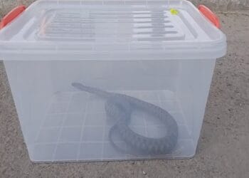 VIDEO. Un șarpe imens a fost găsit într-un parc foarte aglomerat. Jandarmii chemați să intervină de urgență!