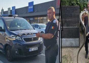 Invazie de șerpi în județ. Reptile gigant găsite în podul unei case și lângă un centru comercial la mare căutare