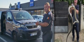 Invazie de șerpi în județ. Reptile gigant găsite în podul unei case și lângă un centru comercial la mare căutare