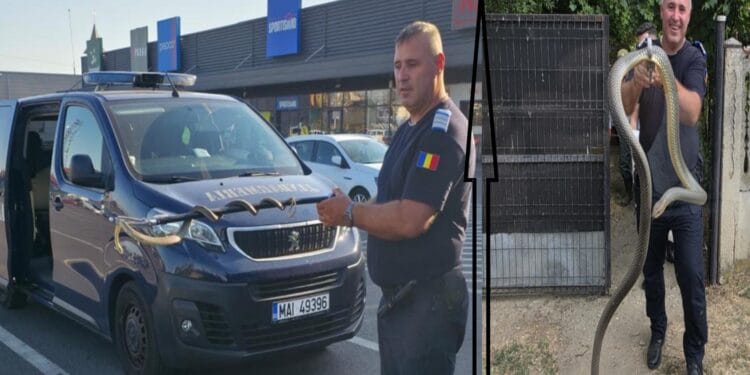 Invazie de șerpi în județ. Reptile gigant găsite în podul unei case și lângă un centru comercial la mare căutare