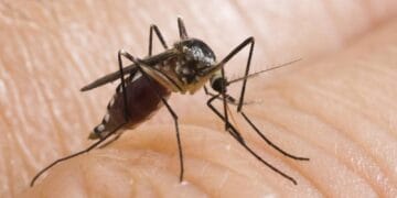 O specie nouă de țânțari, purtători de boli grave, se răspândește. Turiștii sunt avertizați să își ia toate măsurile de protecție! Există riscul contractării de virusuri periculoase! 