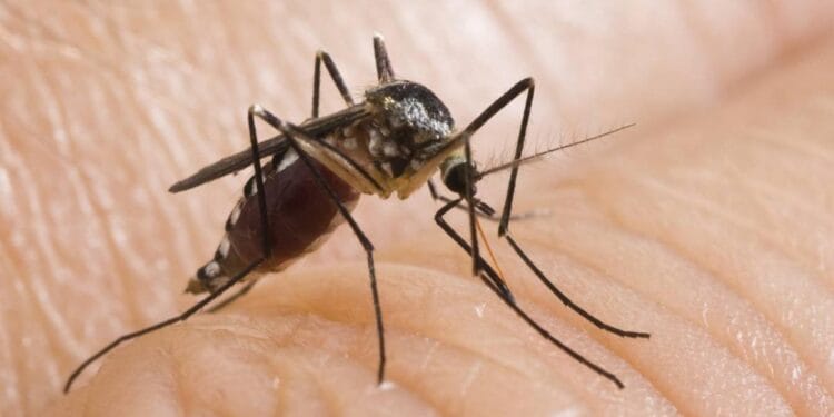 O specie nouă de țânțari, purtători de boli grave, se răspândește. Turiștii sunt avertizați să își ia toate măsurile de protecție! Există riscul contractării de virusuri periculoase! 