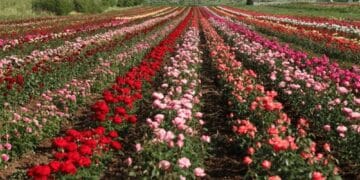 CAPITALA TRANDAFIRILOR se află în România! Localnicii au dezvoltat afaceri de milioane de euro