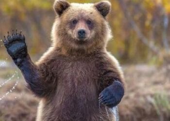  „Dacă dai o singură dată mâncare unui urs, l-ai condamnat la moarte”! Au crescut drastic amenzile pentru cei care cred că ajută, atunci când hrănesc un animal sălbatic! 