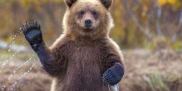  „Dacă dai o singură dată mâncare unui urs, l-ai condamnat la moarte”! Au crescut drastic amenzile pentru cei care cred că ajută, atunci când hrănesc un animal sălbatic! 