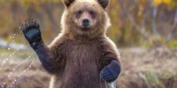  „Dacă dai o singură dată mâncare unui urs, l-ai condamnat la moarte”! Au crescut drastic amenzile pentru cei care cred că ajută, atunci când hrănesc un animal sălbatic! 