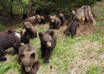 Populația de urși din România este cu mult mai mare decât numărul optim de exemplare!