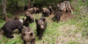 Populația de urși din România este cu mult mai mare decât numărul optim de exemplare!