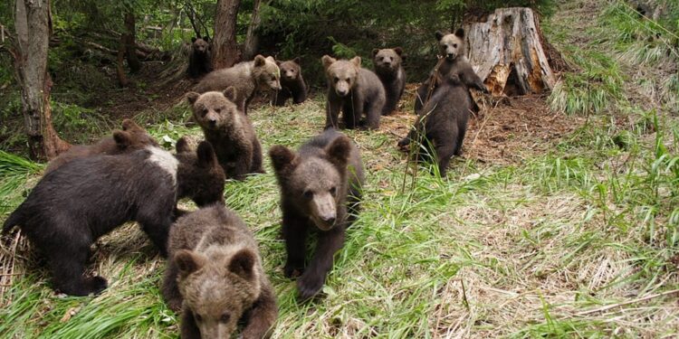 Populația de urși din România este cu mult mai mare decât numărul optim de exemplare!