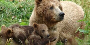 Agent Green, a luat inițiativa privind tragedia de pe Transfăgărășan, atunci când un turist italian a fost omorât de o ursoaică! Ce plângeri a depus organizația și pe cine acuză!