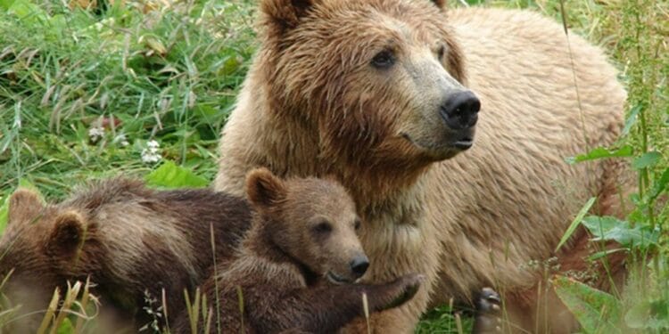 Agent Green, a luat inițiativa privind tragedia de pe Transfăgărășan, atunci când un turist italian a fost omorât de o ursoaică! Ce plângeri a depus organizația și pe cine acuză!