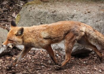 Într-o localitate din România a fost demarată acțiunea de extragere prin împușcare a șacalilor și a vulpilor! Acțiunea a fost stabilită după ce s-a înregistrat primul deces la om din cauza turbării!