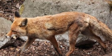 Într-o localitate din România a fost demarată acțiunea de extragere prin împușcare a șacalilor și a vulpilor! Acțiunea a fost stabilită după ce s-a înregistrat primul deces la om din cauza turbării!