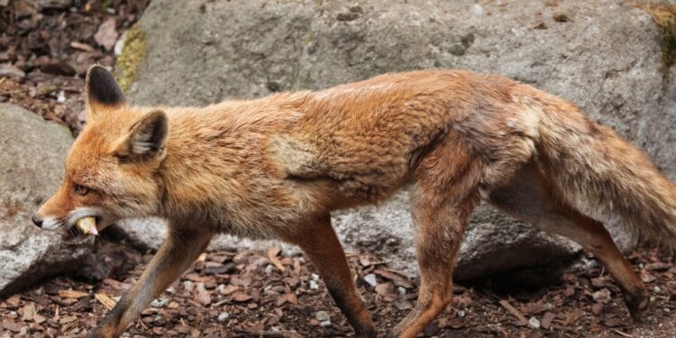 Într-o localitate din România a fost demarată acțiunea de extragere prin împușcare a șacalilor și a vulpilor! Acțiunea a fost stabilită după ce s-a înregistrat primul deces la om din cauza turbării!