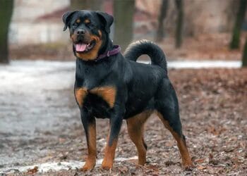 Un bărbat și-a pierdut câinele din rasa Rottweiler, iar acesta a atacat un copil de 8 ani într-un parc! Poliția a intrat pe fir!