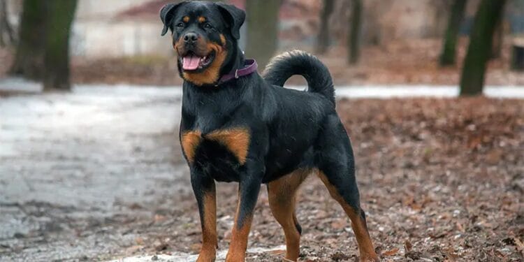 Un bărbat și-a pierdut câinele din rasa Rottweiler, iar acesta a atacat un copil de 8 ani într-un parc! Poliția a intrat pe fir!