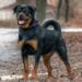 Un bărbat și-a pierdut câinele din rasa Rottweiler, iar acesta a atacat un copil de 8 ani într-un parc! Poliția a intrat pe fir!