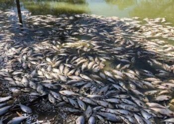 Anchetă, după ce mii de pești au fost descoperiți morți pe albia unui râu! Autoritățile sunt în alertă!