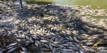 Anchetă, după ce mii de pești au fost descoperiți morți pe albia unui râu! Autoritățile sunt în alertă!