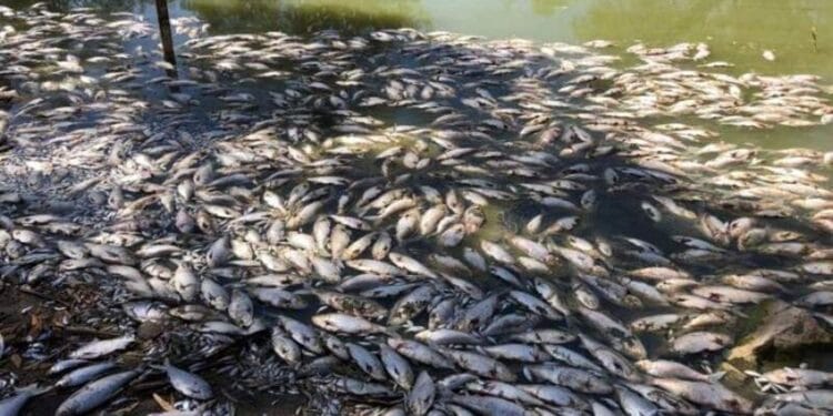 Anchetă, după ce mii de pești au fost descoperiți morți pe albia unui râu! Autoritățile sunt în alertă!