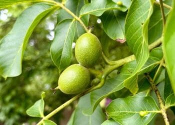 Nucul și proprietățile lui. Cum poți să te bucuri de beneficiile frunzei de nuc! Iată câteva rețete din bătrâni!