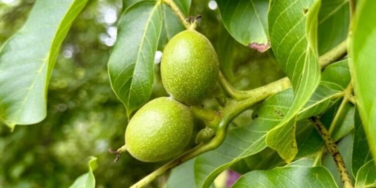 Nucul și proprietățile lui. Cum poți să te bucuri de beneficiile frunzei de nuc! Iată câteva rețete din bătrâni!