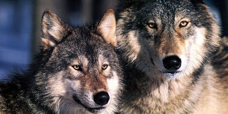 Au plecat la vânătoare și au împușcat doi lupi! Bărbații au fost prinși de polițiști!