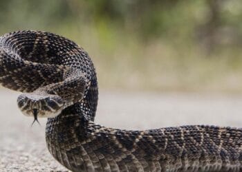 Atenție! Viperele nu sunt pentru selfie-uri! Nu repetați aceleași greșeli ca și cu urșii!