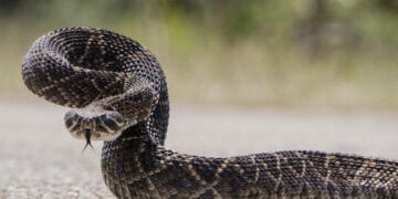 Atenție! Viperele nu sunt pentru selfie-uri! Nu repetați aceleași greșeli ca și cu urșii!