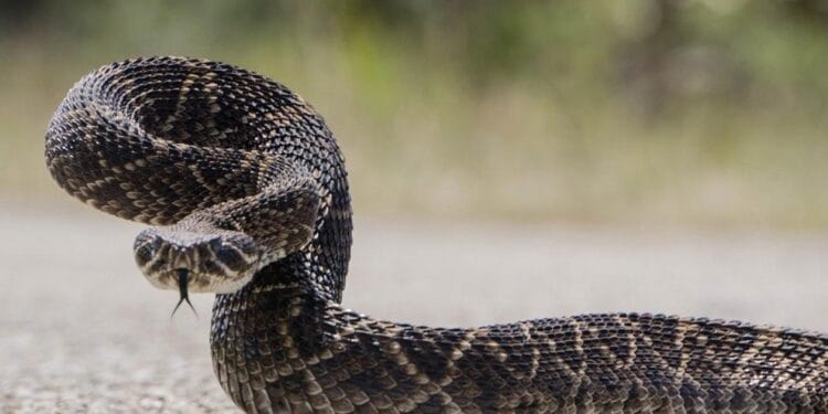 Atenție! Viperele nu sunt pentru selfie-uri! Nu repetați aceleași greșeli ca și cu urșii!