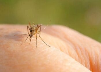 Donarea de sânge pusă pe pauză! Virusul West Nile, blochează mulți români din mai multe județe!