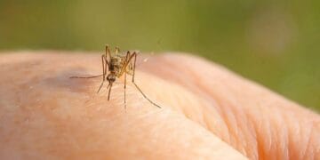 Donarea de sânge pusă pe pauză! Virusul West Nile, blochează mulți români din mai multe județe!