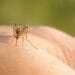 Donarea de sânge pusă pe pauză! Virusul West Nile, blochează mulți români din mai multe județe!